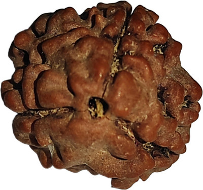 house of common 3 Mukhi or Faced Nepali Rudraksha Original IGL Certified by Nepali Rudraksha Mother of Pearl