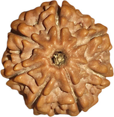 Nepali Rudraksha 7 face bead Mother of Pearl