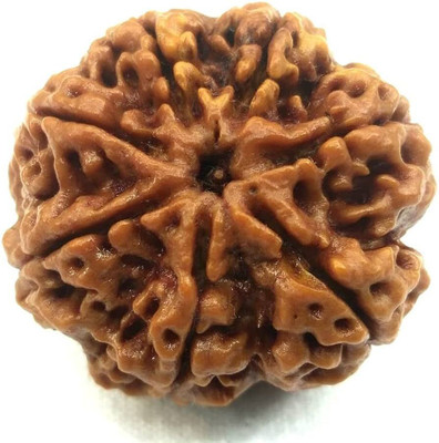 Vedicsathi 7 Mukhi Rudraksha Original Certified Pure Siddha Form Nepal Lab Certified Beads Wood Locket