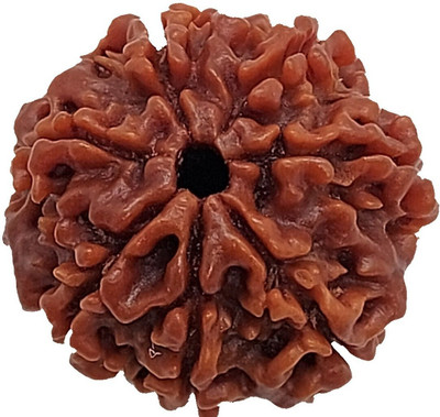 JangraBro 7 Mukhi/ 7 Mukhi Nepali Rudraksha Medium Wood Locket