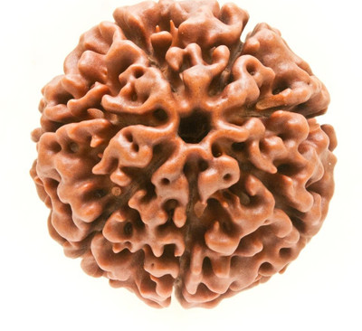 Shivtantra 7 Mukhi Rudraksha / 7 Face Rudraksha Silver Pendant With Lab Certificate 103 Wood Pendant