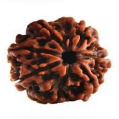 house of common 7 Mukhi Rudraksha Pendent Silk Dori Beads Wood