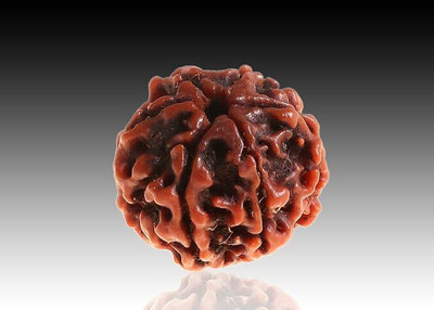 Beautum Best Nepali 6 Mukhi Rudraksha Original Six Face Rudraksha Metal Capping Wood Pendant