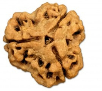 GANESHA ARTS 3 Mukhi Rudraksha From Nepal 18mm-20mm Loose Bead Wood Pendant