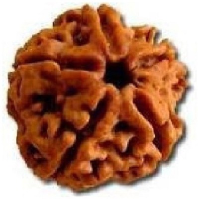 HAPPY CREATION 5 Mukhi Rudraksha Beads Original Shiv Shakti Beads Beads Astrological Purpose Beads Stone