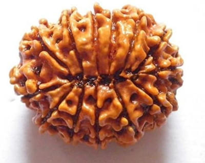 Nepali Rudraksha 3 Mukhi Nepali Rudraksha Original Certified | Original Seller Nepali Rudraksha | Beads Mother of Pearl