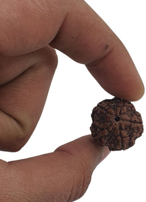 JagatguruShop 5 mukhi Rudraksha pendant| natural & Certified | for unisex Beads Wood Locket