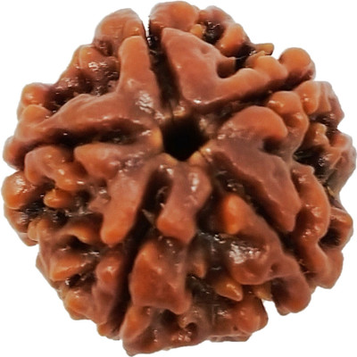 Jewelswonder Five Mukhi 5 Mukhi Rudraksha For Family Member Children Man Women God Idol Home Beads Wood Locket