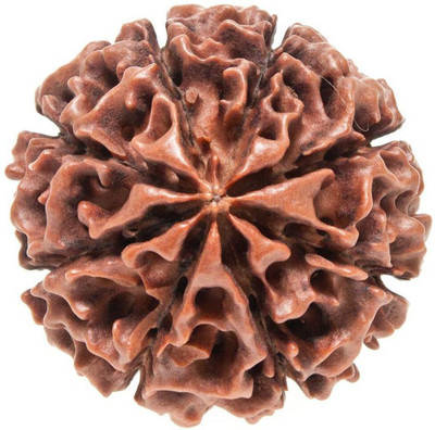 Divine rudras 8 mukhi Rudraksha certified | Nepal Wood Pendant
