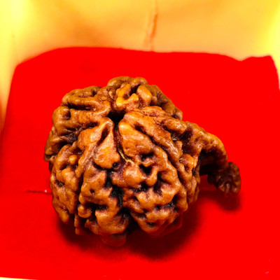 Jewelswonder Nepali Ganesh Rudraksha | 4 Mukhi Ganesh Rudraksha Size 16-24mm Wood
