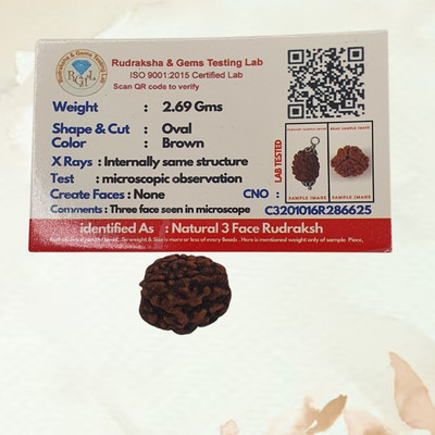 AstroLotus 3 Mukhi Nepali Rudraksha Pendant three Face Rudraksha Natural Bead Lab Certified Beads Wood Locket