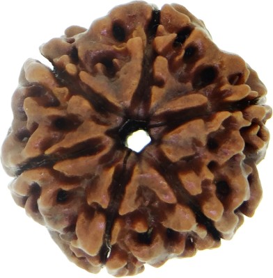 ARSUVI 6 Mukhi Nepali Rudraksha Original & Natural Lab Certified AAAA+ Genuine Bead Wood