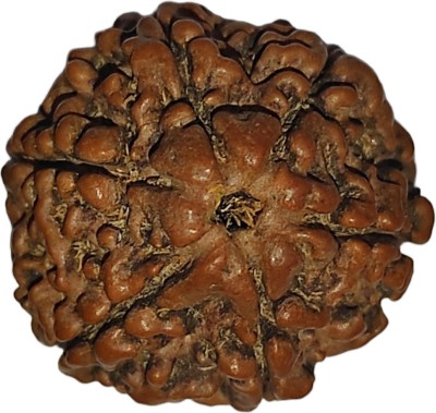 Nepali Rudraksha 6 Faces Nepal Rudraksha Original IGL Certified||By Nepali Rudraksha Certified|| Mother of Pearl