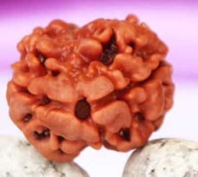 Beautum 2 Mukhi Rudraksha Two Face Rudraksha Original Nepali Bead With Metal Cap Wood Pendant