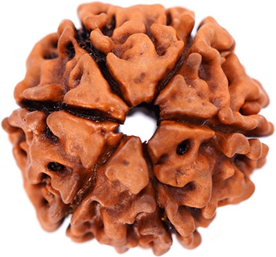 Digibusy Permuim Natural 6 Mukhi Nepali Rudraksha Bead with Certificate Wood Pendant