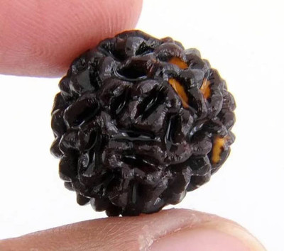 Ajesh Collections Natural lab certified Gol dana Ek mukhi rudraksha bead in silver locket. Wood Pendant