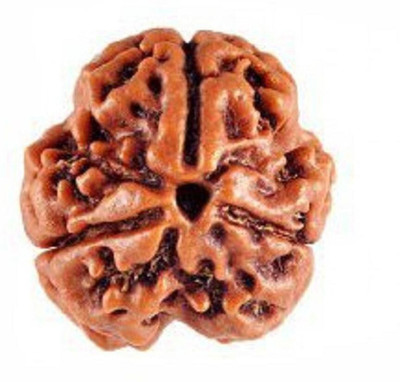 Rudram 3 mukhi NEPALI Certified rudraksha Wood
