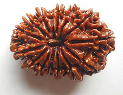 DIVINE SOUVENIRS 14 Mukhi Rudraksha Lab Certified Wood Pendant