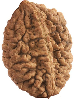 DIVINE SOUVENIRS 2 Mukhi Rudraksha beads Natural And Original Shiv Shakti Beads Astrological Purp Beads Wood