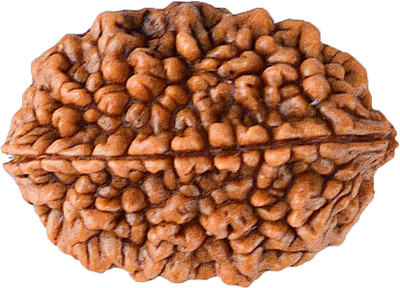 Shivtantra Original 2 Mukhi Rudraksha Bead Natural Two faced Rudraksha with Certificate Wood Locket