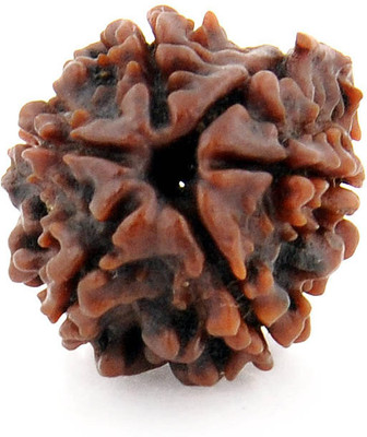 Rashifaashion 6 Mukhi Rudraksha Bead ( Pack of 1 ) Wood Pendant
