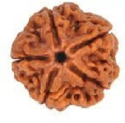 Chopra Gems Unique & Effective Three Mukhi Rudraksha 3 Faced Rudraksha For Men & Women Wood