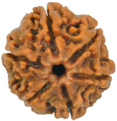 DIVINE SOUVENIRS 6 Mukhi Rudraksha Beads Natural Six Faces Rudraksha Original Astrological Purpos Beads Wood