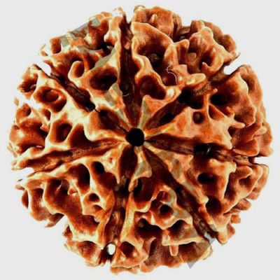 Shivtantra 7 Mukhi Rudraksha / 7 Face Rudraksha Silver Pendant With Lab Certificate 103 Wood Pendant