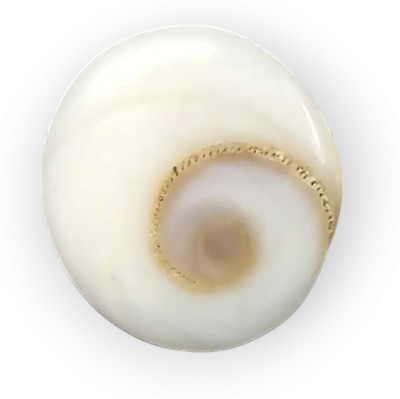 SIDHBALI RATAN & RUDRAKSH Natural Gomati Chakra | Sacred Shell Stone for Vastu, Puja & Healing Rituals Shell