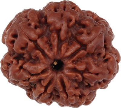 Rudrashan 7 Mukhi Rudraksha (Original & Energised) – FreeAstroGuide™ Rudrashan™ Wood