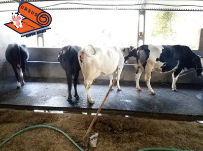 Ursus Cow Mat, Feeding Mat,Easy Clean,Waterproof, Raised Edges, Mat for Cows, Buffalo XL Pet Bed(Black)