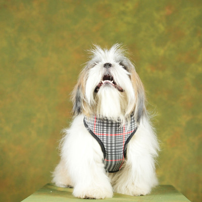 unleash Dog Standard Harness(Extra Small, Black)