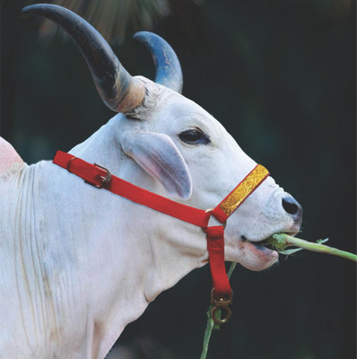 PEDIGONE Cow/Buffalo Mohri/mohra with Strong Bhanwar kadhi,Halter Nylon Rope Cow Everyday Collar(Large, Multi Color)
