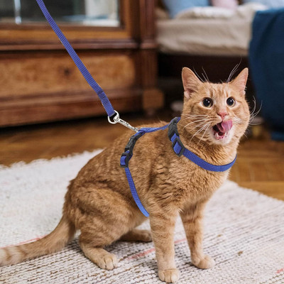 BODY BUILDING Adjustable Blue Cat Harness with Blue Leash for All Cats & Kitten Easy to Fit Easy to Control Cat Harness & Leash(Medium, Blue)