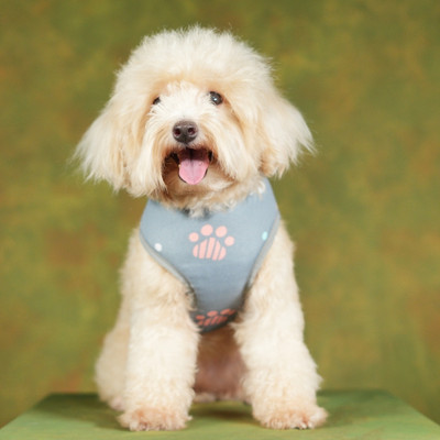 unleash Dog Harness & Leash(Small, Grey Paw Design)