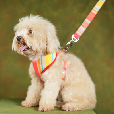 unleash Dog Harness & Leash(Small, Multi Color- Red Design)