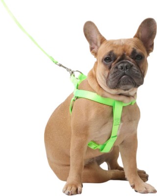 DogTrust 0.5 Inch Puppy Harness for Small & Medium Dogs Dog Harness & Leash(Medium, Green)