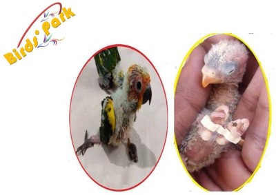 Birds' Park Splayed Leg Birds Treatment Bracelet Size:5,6 & 7mm(6 pcs Pet First Aid Kit(6 Pieces)