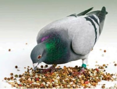 G P S Pigeon Bird Food for All Types of Pigeons 21 Mix Seeds 1 kg Dry Adult Bird Food