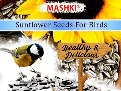 MASHKI 250 Grams Sunflower Seeds for Bird, Sunflower for All Birds Food 0.25 kg Dry Adult, Senior Bird Food