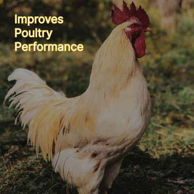 Renonic Poultry Feed Supplement for Complete Kidney Health Care Pet Health Supplements(1 L)