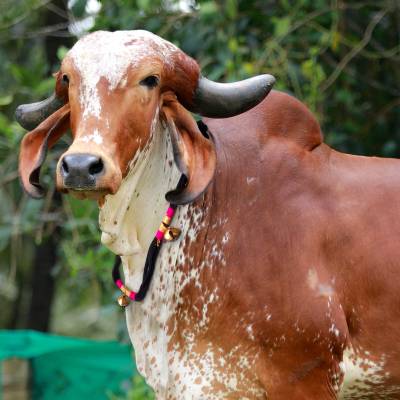 eze enterprises Cow/Buffalo/Bull/Halter Nylon Rope,Leash,Cow Cord,Cow Collar,Cow ghungroo Belt 112 cm Cow Martingale Leash