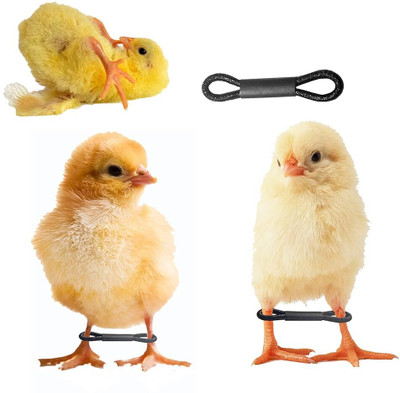 gustave 100pcs Chicken Leg Loops Hobbles Splay Leg Corrector Bands Dual-End Tethers 3.5 cm Bird Strap Leash(Black)