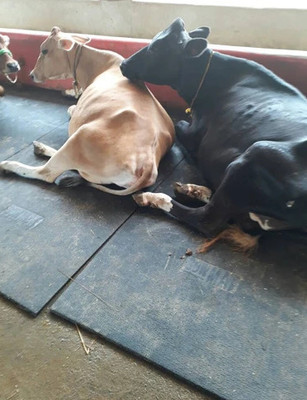 Haryana King COW MATS FOR DAIRY ANIMALS PREMIUM QUALITY Cow, Dog, Hamster, Guinea Pig, Miniature Pig Pet Mat