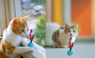 DogTrust Cat Balls Interactive Cat Toy Cat Plastic Ball, Fetch Toy For Dog & Cat