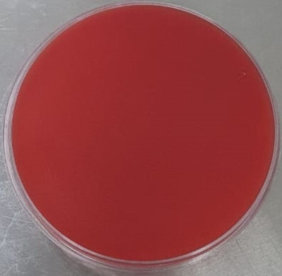 MAAT BIOTECH Polystyrene Disposable Petri Dish(40 mm Pack of 100)