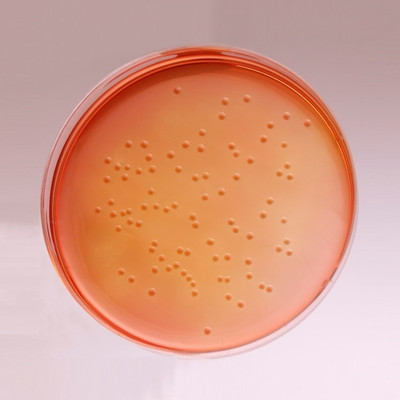 MAAT BIOTECH Polystyrene Disposable Petri Dish(90 mm Pack of 100)