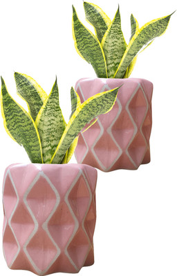 SLT Ceramic Pink Diamond Pot Size 4x5 inch GH0012-02_Packof2 Plant Container Set(Pack of 2, Ceramic)