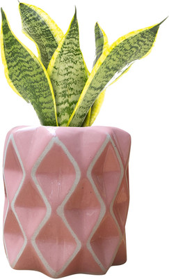 SLT Plant Container Set(Ceramic)