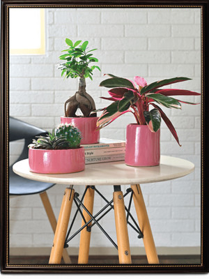 AMMu Lilac Stories Bundle - Magenta Plant Container Set(Pack of 3, Ceramic)